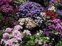 More flowers in bloom in Golden Gate Park.